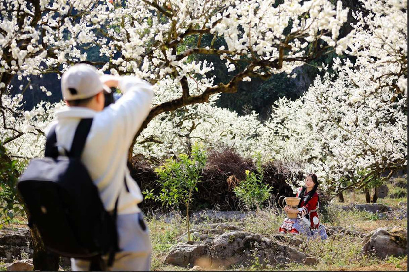 Mộc Châu những ngày này ngập tràn sắc trắng của mùa hoa mận nở rộ. Đây được xem là một trong những mùa hoa đẹp nhất trong nhiều năm qua, thu hút hàng vạn du khách từ khắp nơi đổ về để chiêm ngưỡng cảnh sắc hiếm có