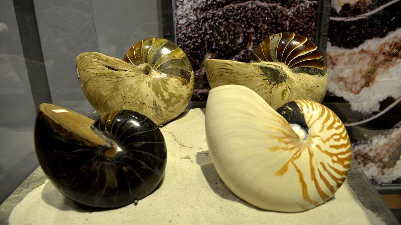 Hóa thạch ốc Anh Vũ (Ảnh Minh Tân) Hóa thạch ốc Anh Vũ (Ảnh Minh Tân)