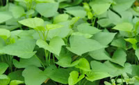 Loài rau quen thuộc, tốt như nhân sâm, chống ung thư