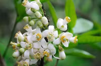 Hương bưởi tháng 3 