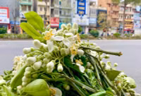 Hương bưởi tháng 3 