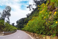 Đến Tản Viên sơn ngắm hoa báo đông