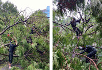 Cảnh sát bảo vệ mục tiêu khắc phục sự cố bão Yagi tại cơ quan đại diện ngoại giao