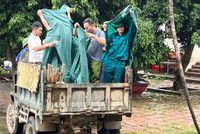 Lực lượng vũ trang huyện Chương Mỹ căng mình hỗ trợ nhân dân chống lũ