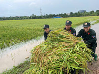 Hơn 100 chiến sỹ Cảnh sát cơ động và bộ đội xuống đồng giúp dân Sóc Sơn gặt lúa chạy lũ