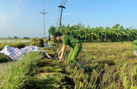 Công an xã Ô Diên giúp dân gặt lúa