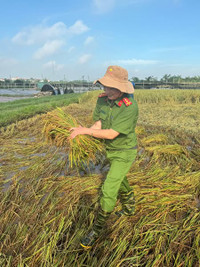 Công an xã Ô Diên giúp dân gặt lúa