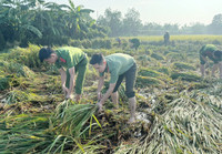 Công an xã Ô Diên giúp dân gặt lúa