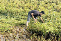 Công an xã Ô Diên giúp dân gặt lúa