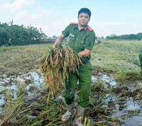 Công an xã Ô Diên giúp dân gặt lúa