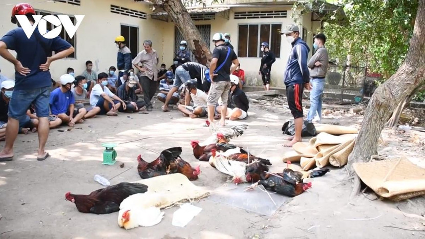 Tụ điểm đá gà ăn tiền. Ảnh: VOV