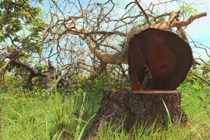 Cây rừng tự nhiên bị cưa hạ hồi đầu tháng 4-2022. Ảnh: VNE