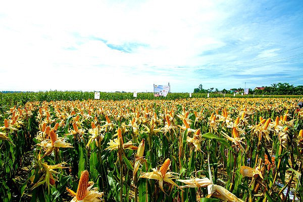 Thế giới đã có 29 quốc gia canh tác cây trồng biến đổi gen