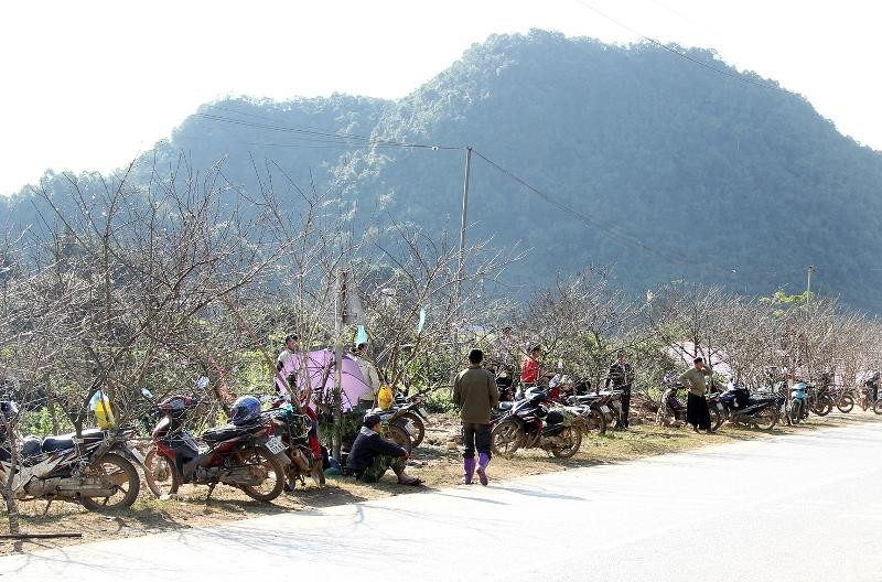 Đào rừng nhiều năm qua bị khai thác quá mức dẫn đến tình trạng cạn kiệt, khan hiếm