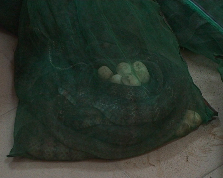 Phát hiện xe taxi chở 95kg rắn tại bến xe Mỹ Đình ảnh 2