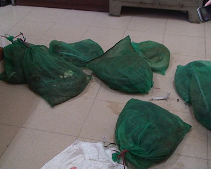 Phát hiện xe taxi chở 95kg rắn tại bến xe Mỹ Đình ảnh 1