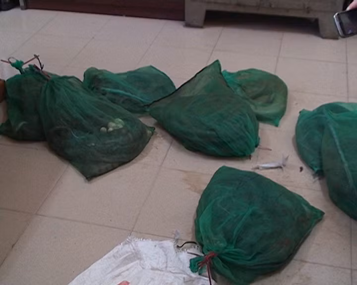 Phát hiện xe taxi chở 95kg rắn tại bến xe Mỹ Đình ảnh 1