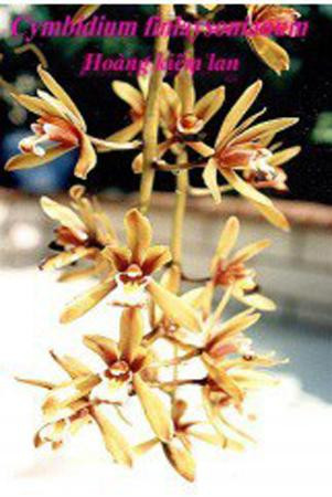 Một loại lan kiếm mang tên Finlaysonianum Một loại lan kiếm mang tên Finlaysonianum