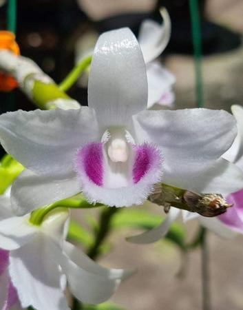 Hoa lan một vẻ đẹp thanh cao, tôn quý Hoa lan một vẻ đẹp thanh cao, tôn quý