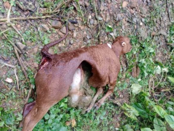 Một con gia súc bị sói hoang tấn công (ảnh UBND xã Núa Ngan)