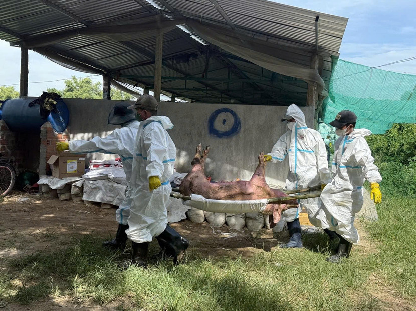 Tiêu hủy lợn dịch tả châu Phi ở Gia Lai