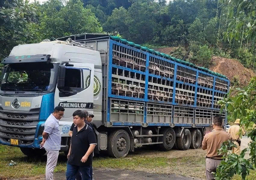 Công an tỉnh Phú Thọ bắt và tiêu hủy 1,4 tấn lợn mắc dịch tả châu Phi qua địa bàn phường Kỳ Sơn