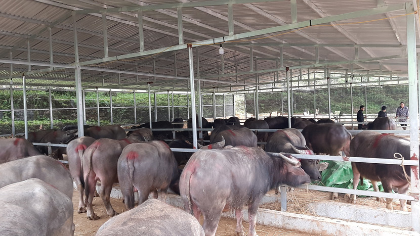 Bộ NN&PTNT đề nghị điều tra, xử lý nghiêm tình trạng sử dụng chất cấm tại các cơ sở chăn nuôi vỗ béo gia súc Bộ NN&PTNT đề nghị điều tra, xử lý nghiêm tình trạng sử dụng chất cấm tại các cơ sở chăn nuôi vỗ béo gia súc