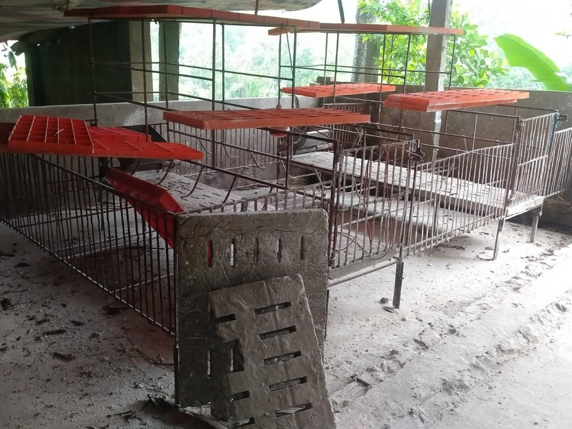 Nguy cơ sụp đổ ngành chăn nuôi lợn vì khó khăn kéo dài liên tiếp