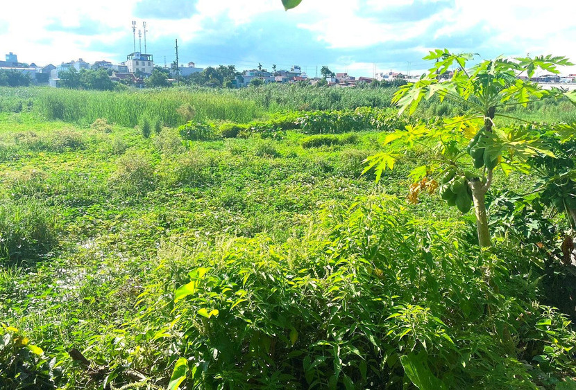 Khu đất được giới thiệu là DA HP Elite Central Kiến An, Hải Phòng vẫn còn là bãi đất cỏ mọc um tùm Khu đất được giới thiệu là DA HP Elite Central Kiến An, Hải Phòng vẫn còn là bãi đất cỏ mọc um tùm