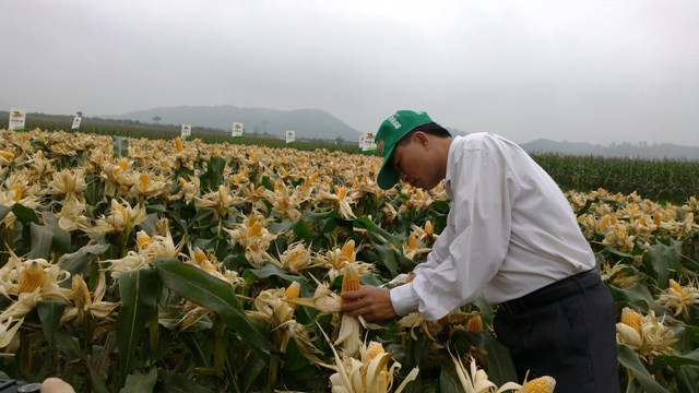 Việt Nam đã đưa vào canh tác ngô chuyển gen từ khá lâu nhưng tốc độ phát triển và hành lang pháp lý cho cây trồng này còn chưa hoàn thiện Việt Nam đã đưa vào canh tác ngô chuyển gen từ khá lâu nhưng tốc độ phát triển và hành lang pháp lý cho cây trồng này còn chưa hoàn thiện
