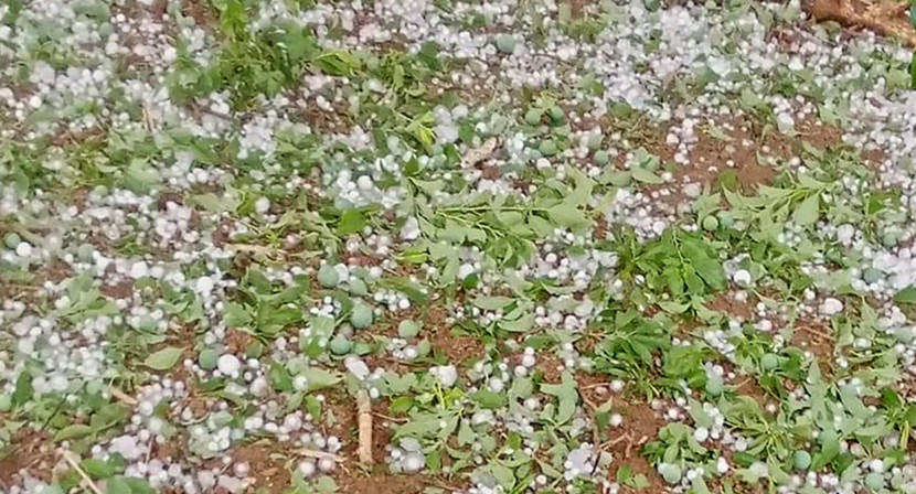 Vườn mận tại Mộc Châu bị dập, gãy do mưa đá chiều 28/3 Vườn mận tại Mộc Châu bị dập, gãy do mưa đá chiều 28/3