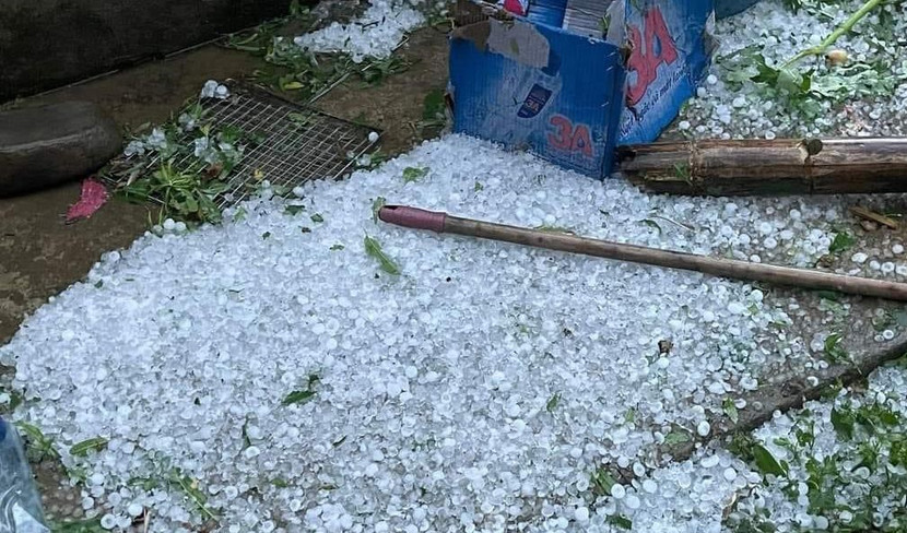 Mưa đá tại Sơn La gây thiệt hại nặng nề cho cây trồng Mưa đá tại Sơn La gây thiệt hại nặng nề cho cây trồng