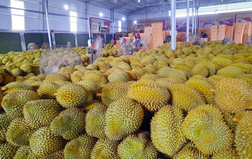 Bộ NN&MT vừa ban hành quy định riêng về kiểm tra ATTP với sầu riêng tươi xuất khẩu Bộ NN&MT vừa ban hành quy định riêng về kiểm tra ATTP với sầu riêng tươi xuất khẩu