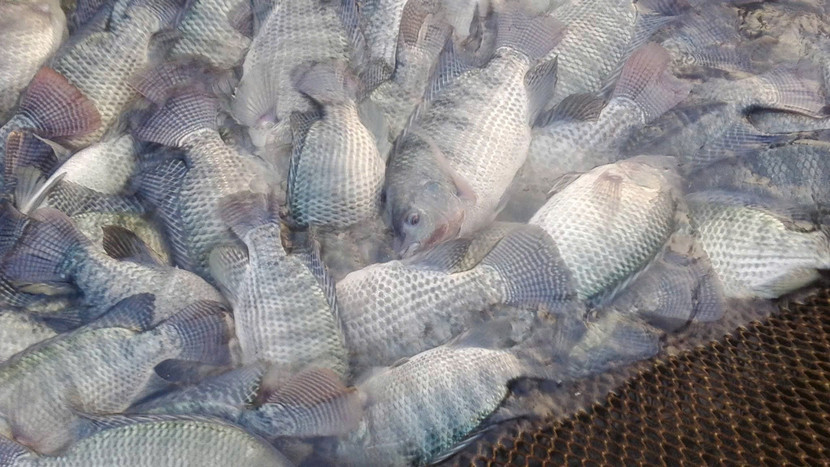 Thông tin cho rằng, ăn cá rô phi không tốt cho sức khoẻ là vô căn cứ