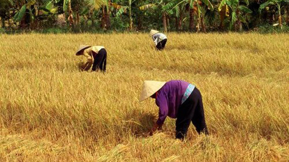 An ninh lương thực quá lạc quan! ảnh 1