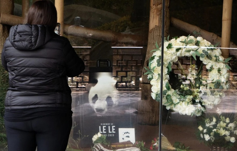 Ảnh tưởng niệm gấu trúc Le Le tại vườn thú Memphis