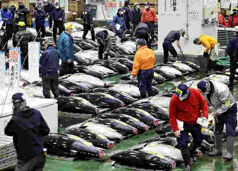 Cá ngừ vây xanh “Oma Tuna” luôn được bán với giá cao tại phiên đấu giá vào mỗi dịp năm mới ở Tokyo, Nhật Bản Cá ngừ vây xanh “Oma Tuna” luôn được bán với giá cao tại phiên đấu giá vào mỗi dịp năm mới ở Tokyo, Nhật Bản