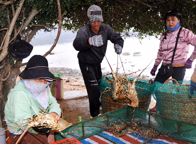 Người nuôi tôm hùm ở Khánh Hòa đang gặp khó do phía Trung Quốc siết chặt việc nhập khẩu
