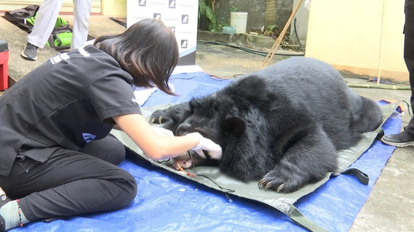 Cứu hộ gấu ở Sơn La