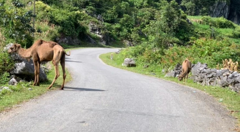 Hình ảnh hai con lạc đà tại Cao Bằng do người dân ghi lại Hình ảnh hai con lạc đà tại Cao Bằng do người dân ghi lại