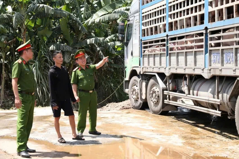 Lực lượng chức năng bắt giữ xe tải biển kiểm soát 37H - 024.39, chở 180 con lợn nhiễm dịch tả lợn châu Phi