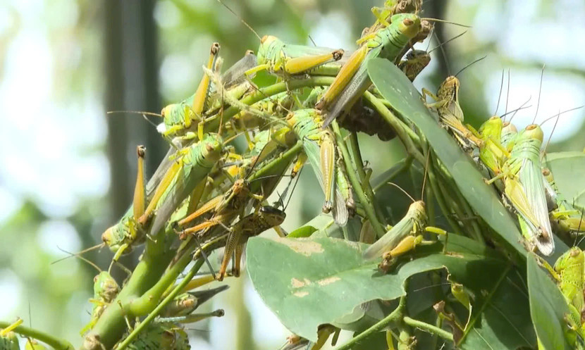 Nạn châu chấu xuất hiện ở Quảng Bình vào đầu tháng 6 vừa qua