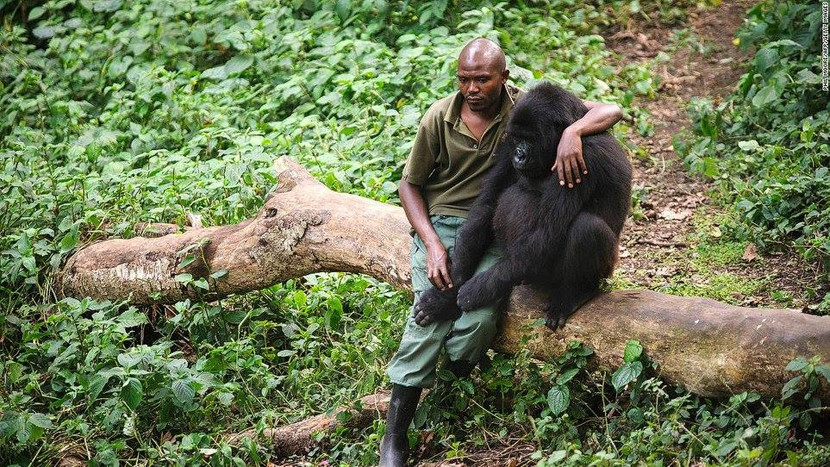 Sách còn kể về môi trường sống của Gorilla ở Congo bị mất dần do việc khai thác Coltan, thành phần không thể thiếu cho sản xuất điện thoại di động.