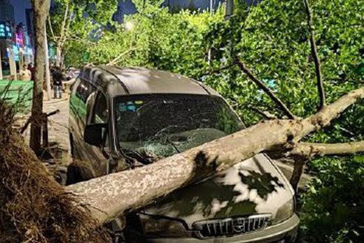 Nhiều người thiệt mạng do cây đổ trong trận bão