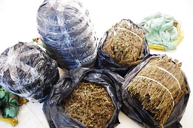 Số cành, hoa, lá, quả thảo mộc nghi là cần sa khô. Ảnh: TTXVN