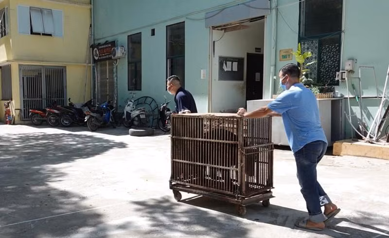 Như vậy, từ nay, rạp xiếc Trung ương không còn sử dụng gấu vào mục đích làm xiếc