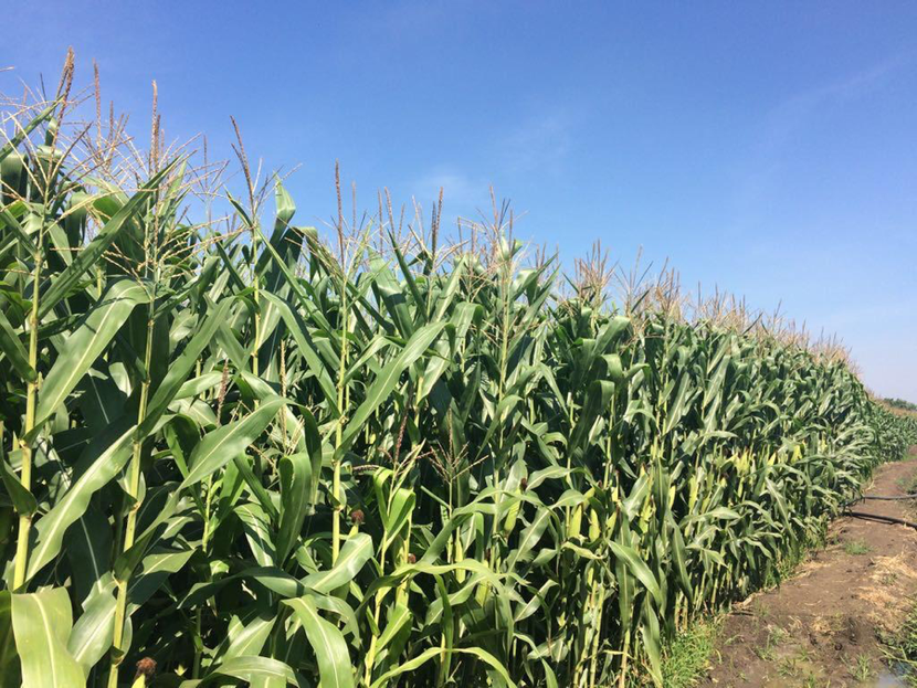 Diên tích trồng ngô biến đổi gen ở Việt Nam hiện khoảng 90.000ha