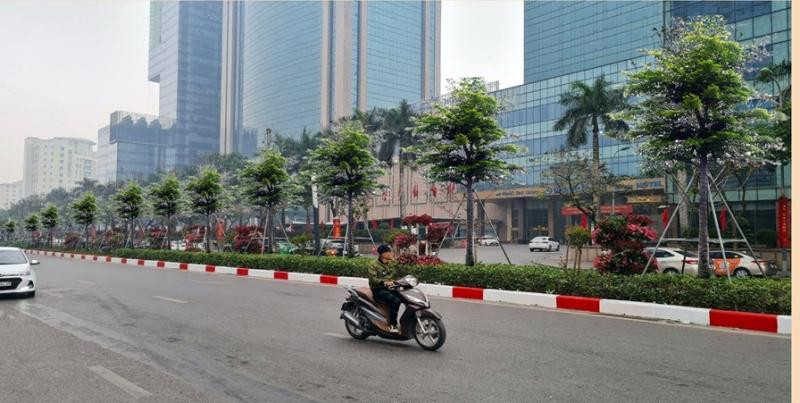 Phối cảnh trồng cây bàng lá nhỏ trên dải phân cách đường Nguyễn Chí T hanh