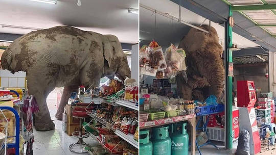 Hình ảnh con voi hoang dã bên trong cửa hàng tạp hóa ở huyện Pak Chong Hình ảnh con voi hoang dã bên trong cửa hàng tạp hóa ở huyện Pak Chong