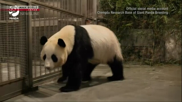 Gấu trúc ở Cơ sở nghiên cứu và bảo tồn gấu trúc Thành Đô